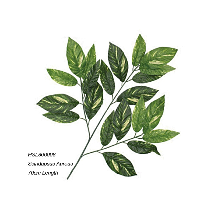 Leaves