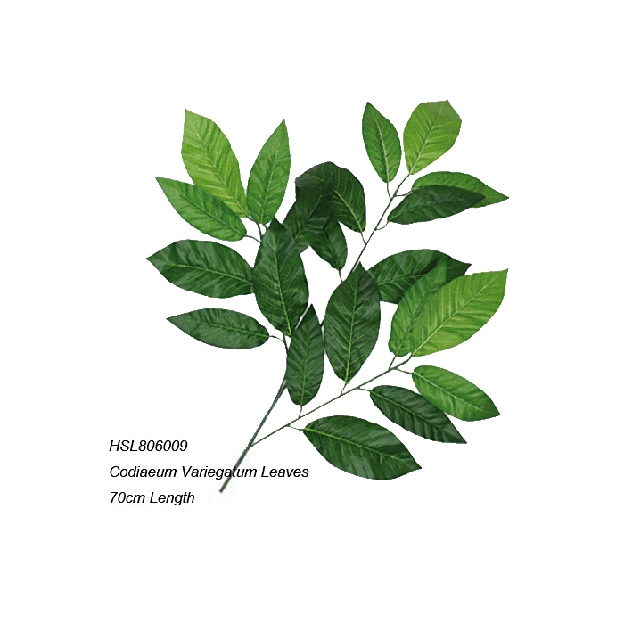 Leaves
