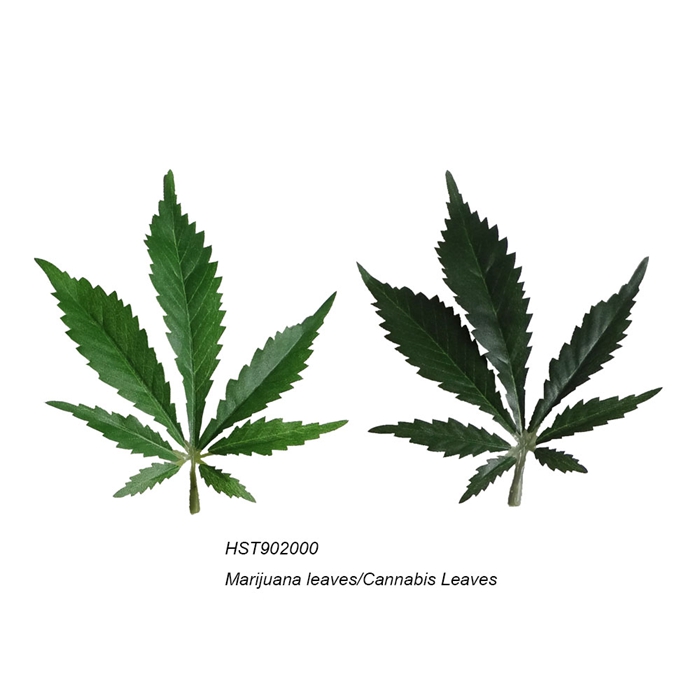 Leaves