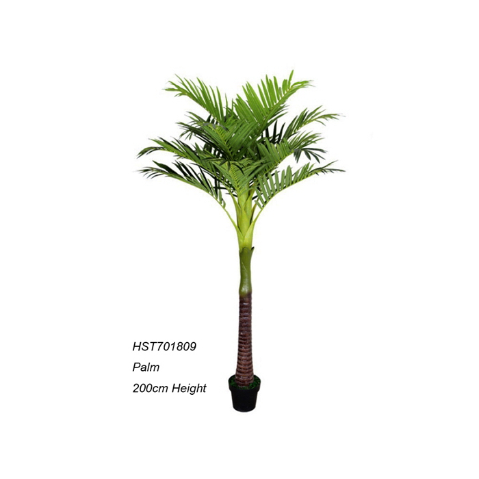 Palm Trees