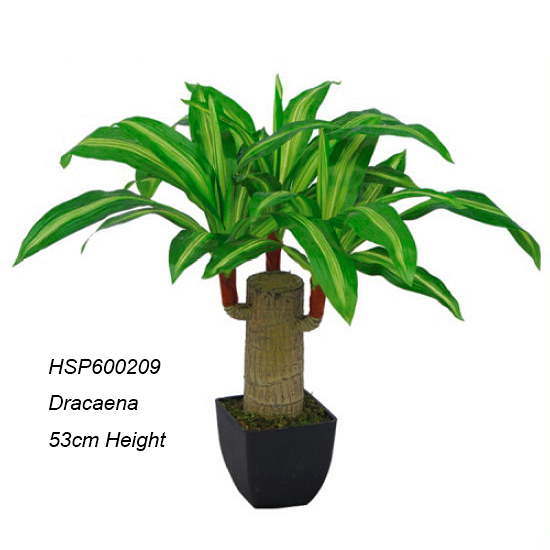 small plant