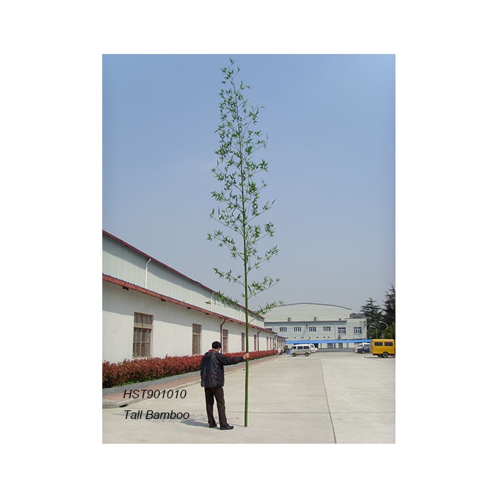 Tall Trees